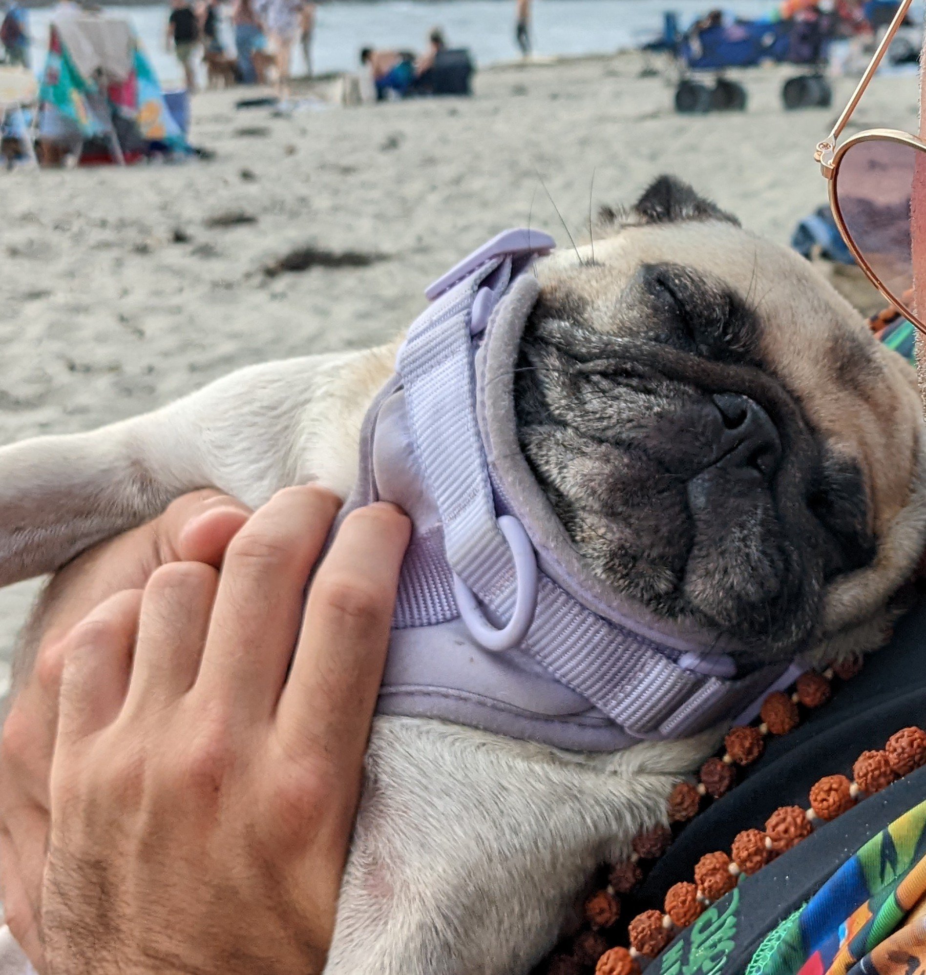 Marie The Pug
