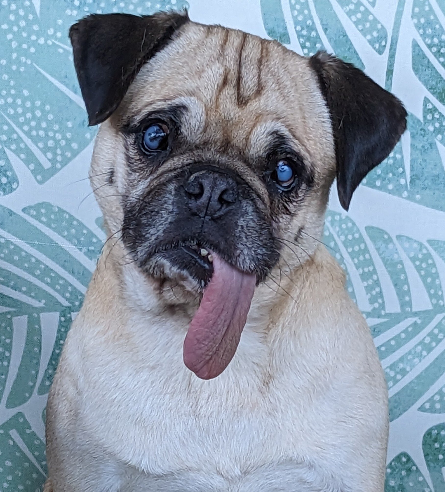 Ethel The Pug